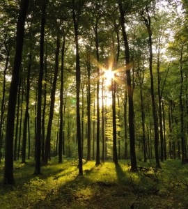 Bild-Nr: 10064135 Der Deutsche Wald Erstellt von: Renate Knapp