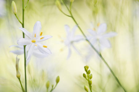 Bild-Nr: 10065395 Pastellblumen Erstellt von: danielschoenen