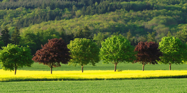 Bild-Nr: 10066073 Frühlingsfarben Erstellt von: Taunusbilder