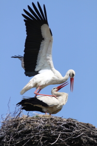 Bild-Nr: 10067823 Liebesspiel Erstellt von: FotoDeHRO