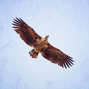 Bild-Nr: 10067829 Seeadler Erstellt von: FotoDeHRO