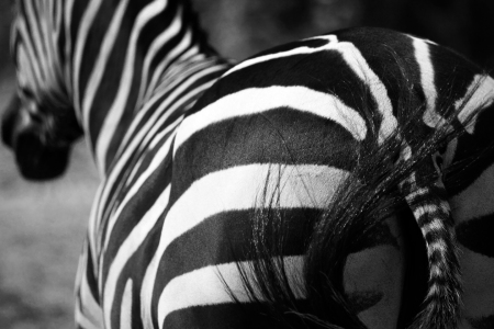 Bild-Nr: 10069507 Zebra Erstellt von: Buellom