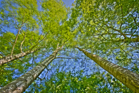 Bild-Nr: 10069851 Frühling im Wald Erstellt von: Armin Redöhl