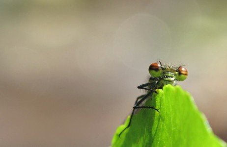 Bild-Nr: 10072433 Guck mal ... Erstellt von: Birgit Presser