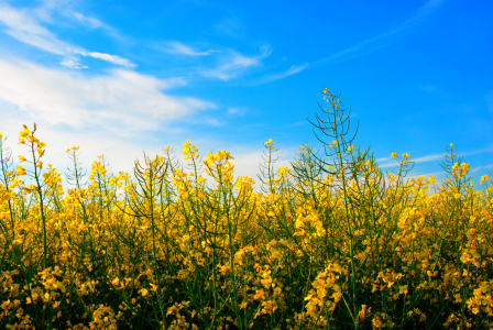 Bild-Nr: 10076217 Frühling Erstellt von: Atteloi