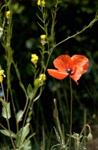 Bild-Nr: 10076621 Mohnblume Erstellt von: wompus