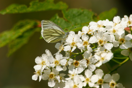 Bild-Nr: 10076719 Vogelkirschblüten mit Schmetterling Erstellt von: tdietrich