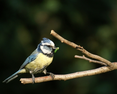 Bild-Nr: 10077865 Fleißiger Papa Erstellt von: CRAZYHAWK