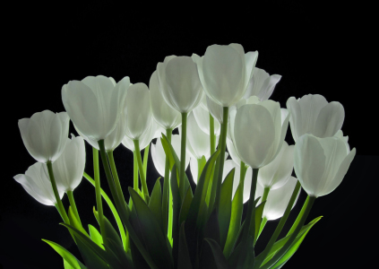 Bild-Nr: 10078733 lichtblüten Erstellt von: Gisela Baiker