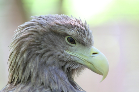 Bild-Nr: 10080435 Seeadler Erstellt von: FotoDeHRO