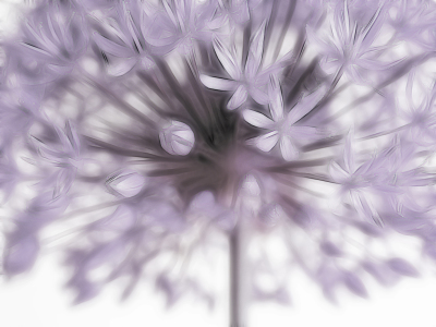 Bild-Nr: 10085581 Allium II Erstellt von: Gisela Baiker