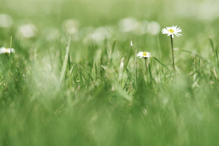 Bild-Nr: 10085627 Sommerwiese Erstellt von: Galerie-Fotoeffekt