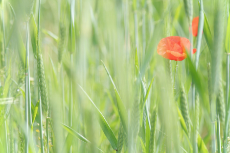 Bild-Nr: 10085643 Mohn Impression Erstellt von: Galerie-Fotoeffekt