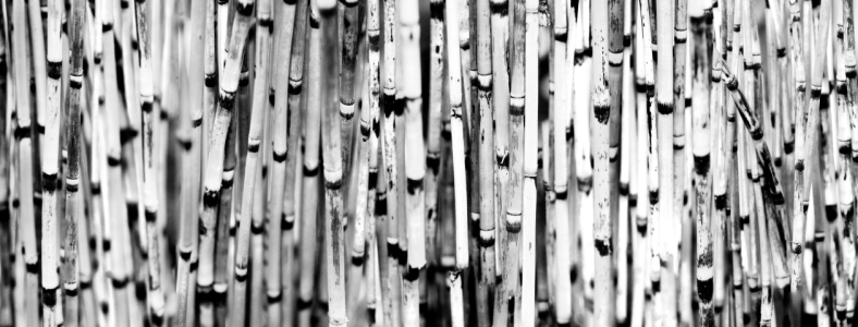 Bild-Nr: 10086217 BAMBOO Black & White Erstellt von: AERA