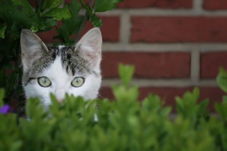 Bild-Nr: 10086709 Der Spion - Katzenleben Erstellt von: Galerie-Fotoeffekt