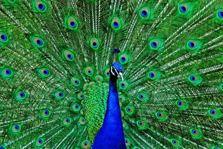 Bild-Nr: 10086877 Pfau  Erstellt von: Atteloi