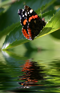 Bild-Nr: 10091872 Soft landing Erstellt von: birdy