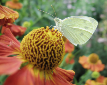 Bild-Nr: 10095434 Schmetterling an Natur Erstellt von: Galerie-Fotoeffekt