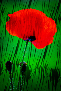 Bild-Nr: 10095874 Mohnblume Erstellt von: Atteloi