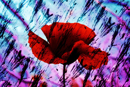 Bild-Nr: 10097162 Mohnblume Erstellt von: Atteloi