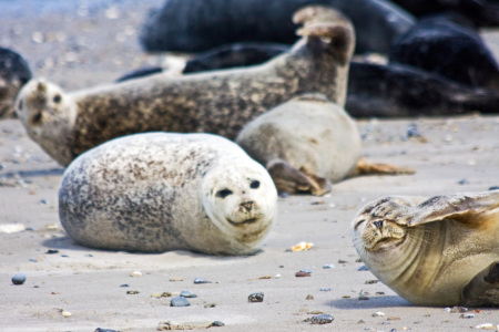 Bild-Nr: 10097632 Strandleben Erstellt von: Stephanie Stephanie Dannecker