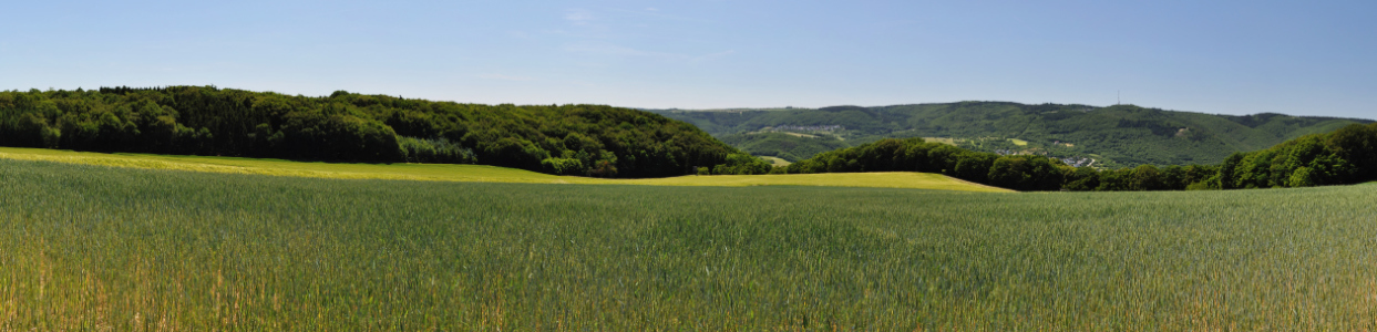 Bild-Nr: 10099756 Weizenfeld-Panorama (4) Erstellt von: Erhard Hess
