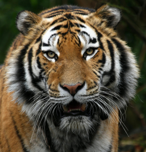 Bild-Nr: 10100174 TigerPortrait Erstellt von: Boersenfuchs