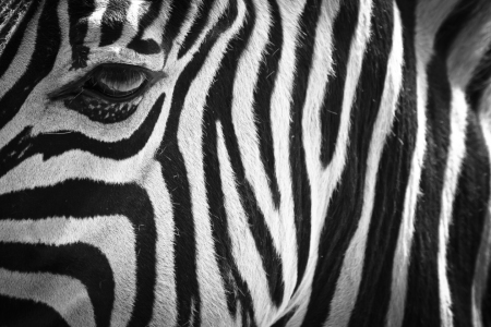 Bild-Nr: 10103596 ZEBRAPORTRAIT Erstellt von: make