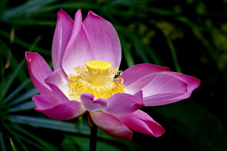 Bild-Nr: 10104000 Lotusblüte Erstellt von: fotoping