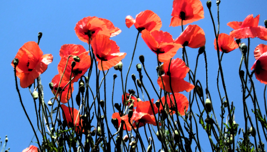 Bild-Nr: 10106394 Mohn Erstellt von: Level60
