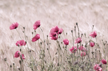 Bild-Nr: 10107640 Rosa Mohn Erstellt von: Tanja Riedel