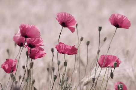 Bild-Nr: 10107842 Rosa Mohn  Erstellt von: Tanja Riedel