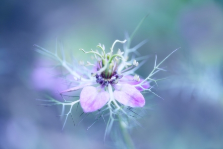 Bild-Nr: 10107892 Wildblumen Erstellt von: Renate Knapp