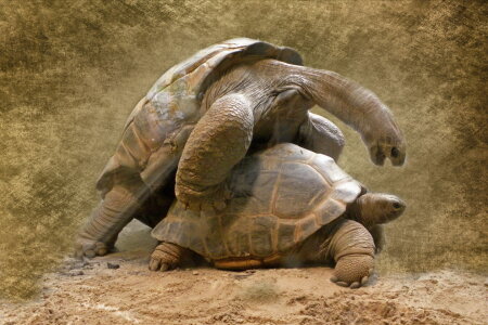 Bild-Nr: 10108440 Schatz?? Erstellt von: Heike  Hultsch