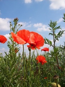 Bild-Nr: 10109498 Mohn & Distel Erstellt von: Marion227