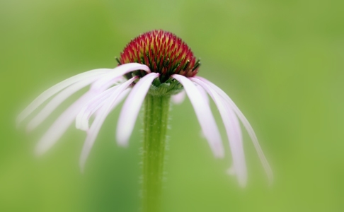 Bild-Nr: 10113024 Wiesenfee Erstellt von: Renate Knapp