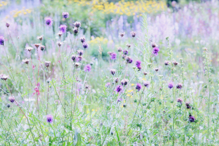 Bild-Nr: 10114278 Wildblumenwiese Erstellt von: Renate Knapp