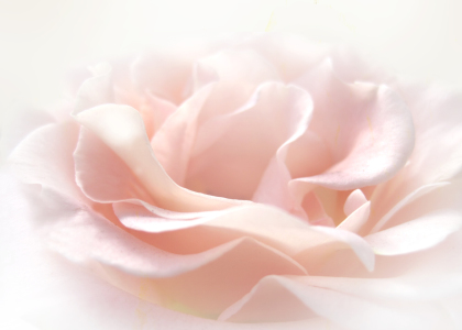 Bild-Nr: 10118376 Beauty of rose Erstellt von: Claudia Claudia Burlager
