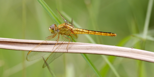 Bild-Nr: 10118406 Libelle Dragon fly Erstellt von: fotoping