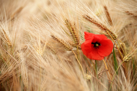 Bild-Nr: 10119754 Landschaft Mohn Erstellt von: Falko Follert