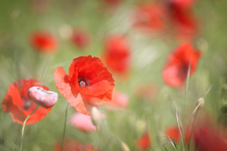 Bild-Nr: 10121340 Mohn im Wind Erstellt von: FotoDeHRO