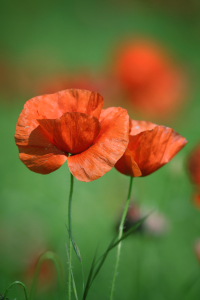 Bild-Nr: 10121344 Mohnblüten Erstellt von: FotoDeHRO