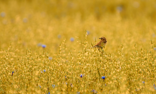 Bild-Nr: 10124154 hafer Erstellt von: Jens Kalanke