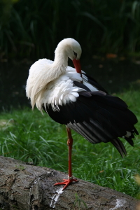 Bild-Nr: 10124200 Storch Erstellt von: Bullysoft