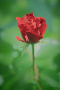 Bild-Nr: 10125240 Red Rose Erstellt von: FotoDeHRO