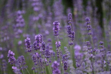 Bild-Nr: 10126028 Lavendel II Erstellt von: Gerhard Albicker