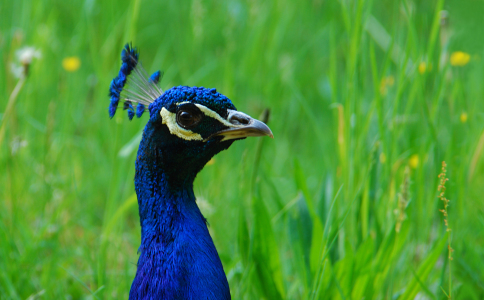 Bild-Nr: 10128236 Pfau Erstellt von: Atteloi