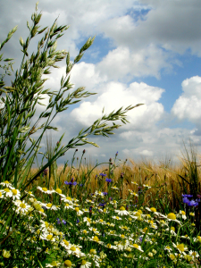 Bild-Nr: 10129564 Gräser und Feldblumen II Erstellt von: yammay