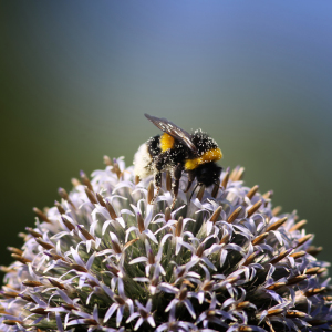 Bild-Nr: 10130108 Hummel Erstellt von: FotoDeHRO