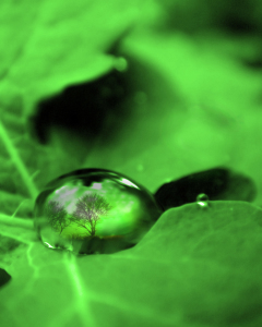 Bild-Nr: 10131368 Trees in a drop (green) Erstellt von: yammay